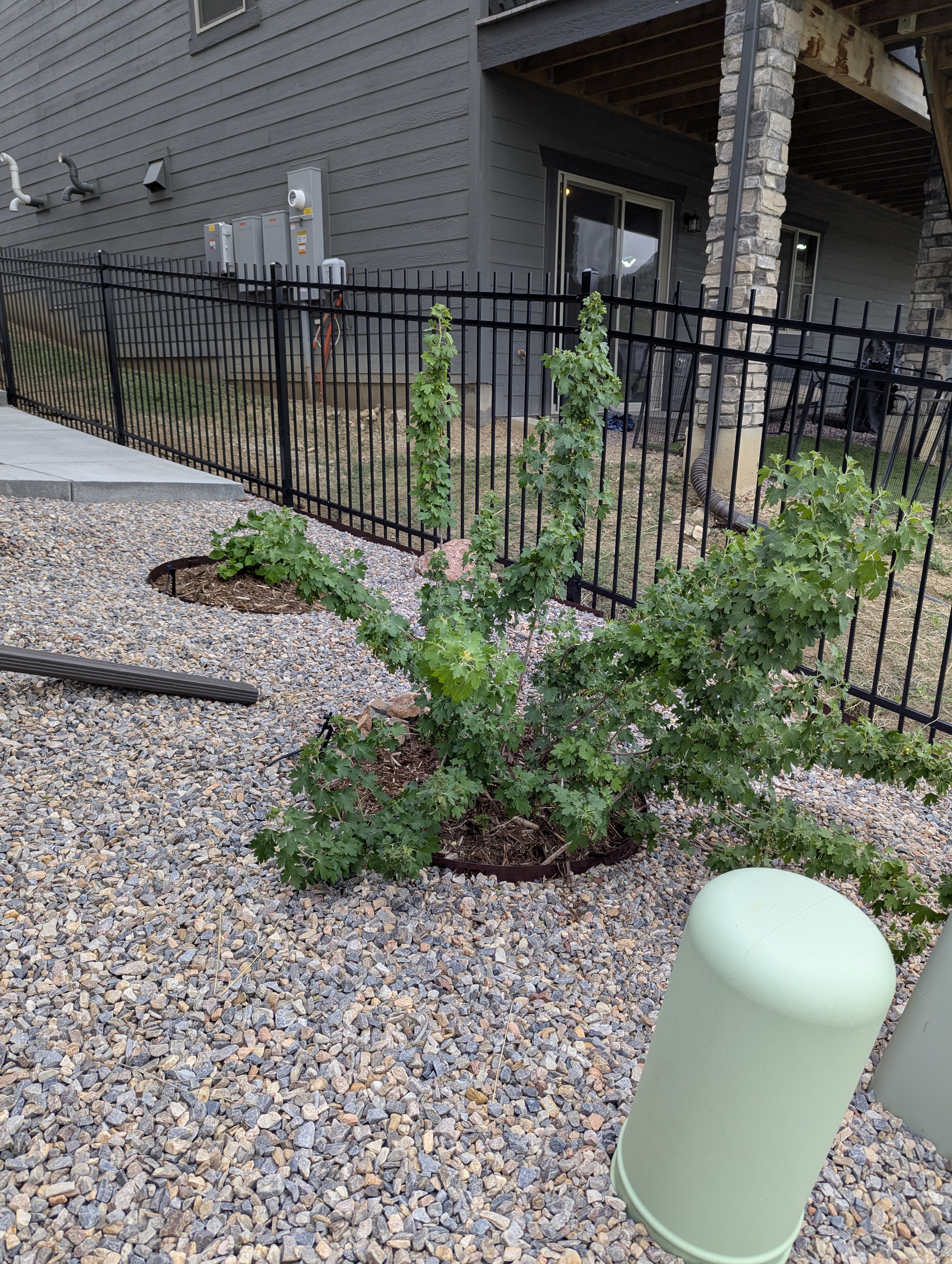 Garden, Flowers, Morrison, Colorado